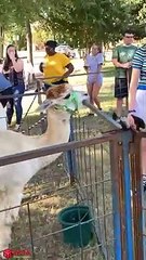 Challenge to stop laughing Super FUNNY VIDEOS compilation! #3_2