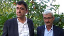 (TEKRAR) Yazın 'Lapseki şeftalisi', kışın 'Trabzon hurması' üretiyorlar - ÇANAKKALE
