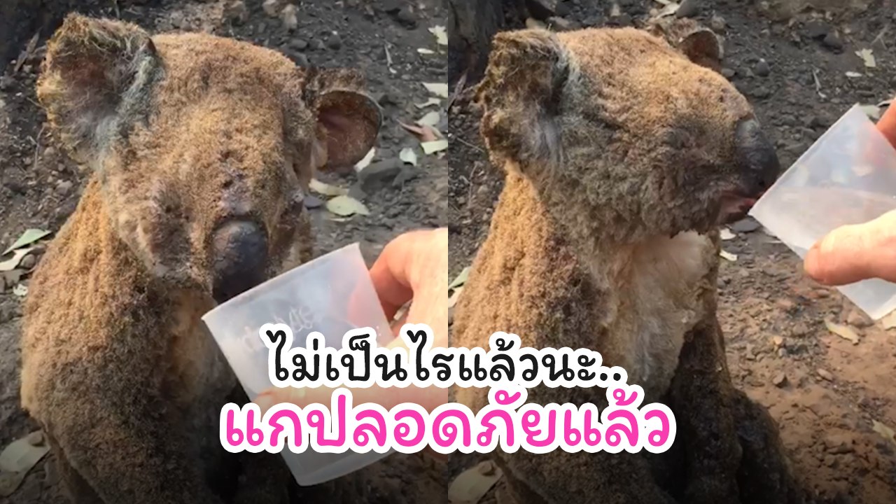 สะเทือนใจ.. มนุษย์ป้อนน้ำโคอาล่าเหยื่อไฟป่า ไม่เป็นไรแล้วนะ