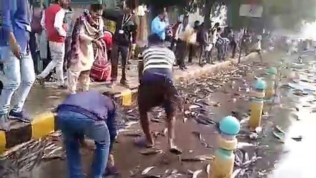Un accident de camion provoque un raz-de-marée de poissons vivants dans la rue