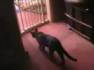 Le chat de Régis....wmv
