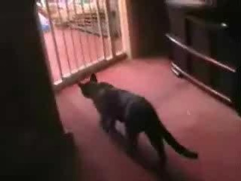 Le chat de Régis....wmv