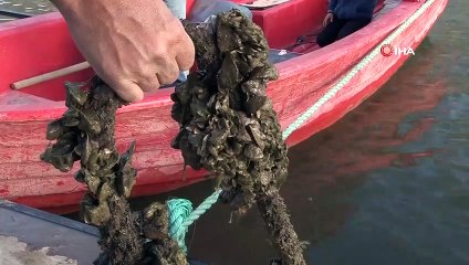 Zebra midyeler baraj gölünü istila etti