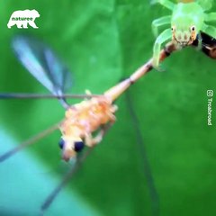 Why are there so many spiders around Halloween_  - Naturee Wildlife