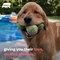 Here are 5 things ONLY Golden Retriever owners will understand! - Naturee Wildlife