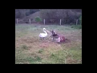 Report TV - Xhoni, Vlashi dhe Muli, treshja që i jep jetë Parkut të Karavastasë