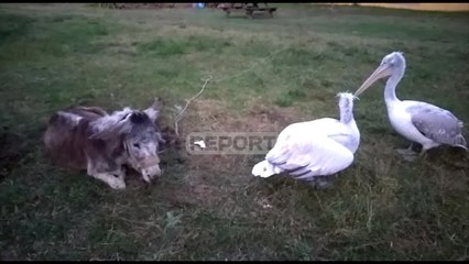 Report TV - Xhoni, Vlashi dhe Muli, treshja që i jep jetë Parkut të Karavastasë