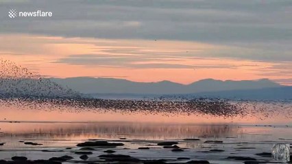 Dunlin murmuration spotted twisting and turning along shoreline in Vancouver