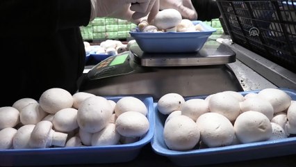 Yapay iklimlendirmeyle ayda 90 ton kültür mantarı üretiyorlar - KAYSERİ