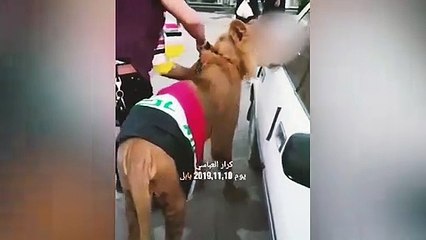 Polis köpekle müdahale edince eylemciler aslan getirdi