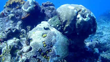 Koralet janë sëmurë! Sëmundja misterioze po i vret dita-ditës