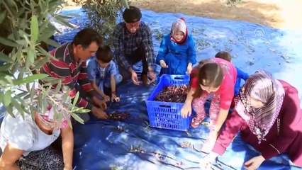 Turizm merkezinin 'yeşil altını'nda hasat zamanı - MUĞLA
