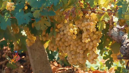 عنب النبي.. ضيف لذيذ على المائدة التركية