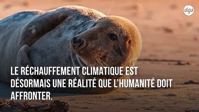 Un virus spécifique aux phoques d'Atlantique menace ceux du Pacifique à cause de la fonte des glaces