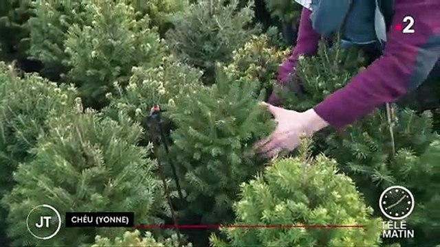 Sapins de Noël : les petits modèles sont de plus en plus plébiscités