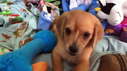 Découvrez les images de ce chiot qui attendrit le monde entier car il est né avec... une deuxième queue sur la tête !
