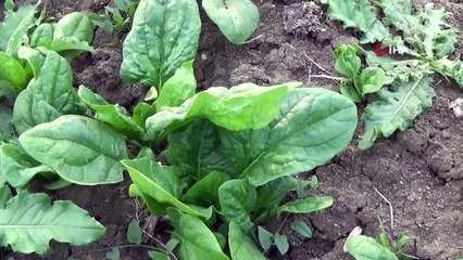 'Ispanak zehirliyor' haberlerine tepki