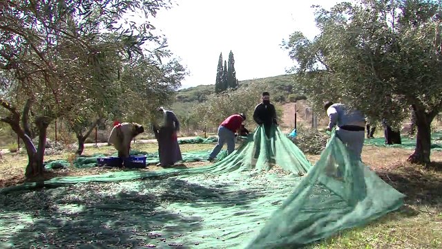 Εργάτης στο μάζεμα της ελιάς. Στον ελαιώνα του Οσίου Λουκά ο πράσινος Μητροπολίτης