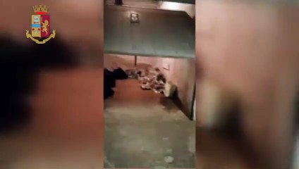 Torino - In un box oltre 71 chili di marijuana, un arresto (14.11.19)