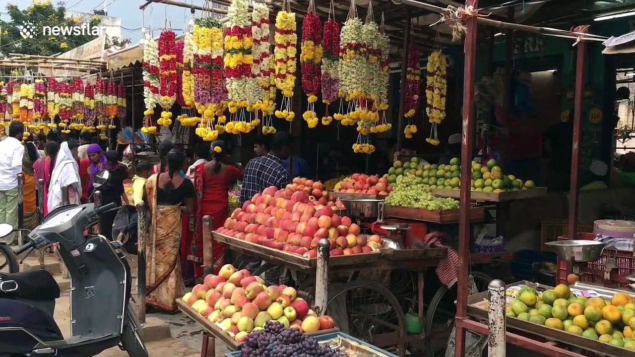 Unique family in south India keep adorable flock of parrots cage-free in their home