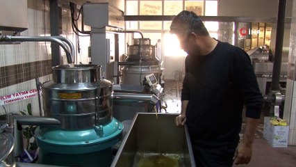 Aile boyu zeytinyağı üretiyorlar