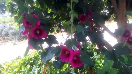 Hatmi çiçeği gül hatmi çiçeği fatmacik silindir çiçeği hibiskus bitkisinin faydaları çayının yarari