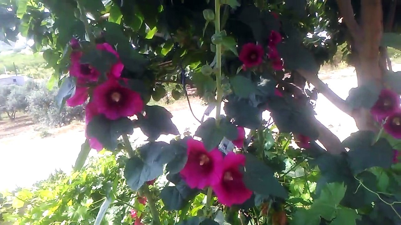 Hatmi çiçeği gül hatmi çiçeği fatmacik silindir çiçeği hibiskus bitkisinin faydaları çayının yarari