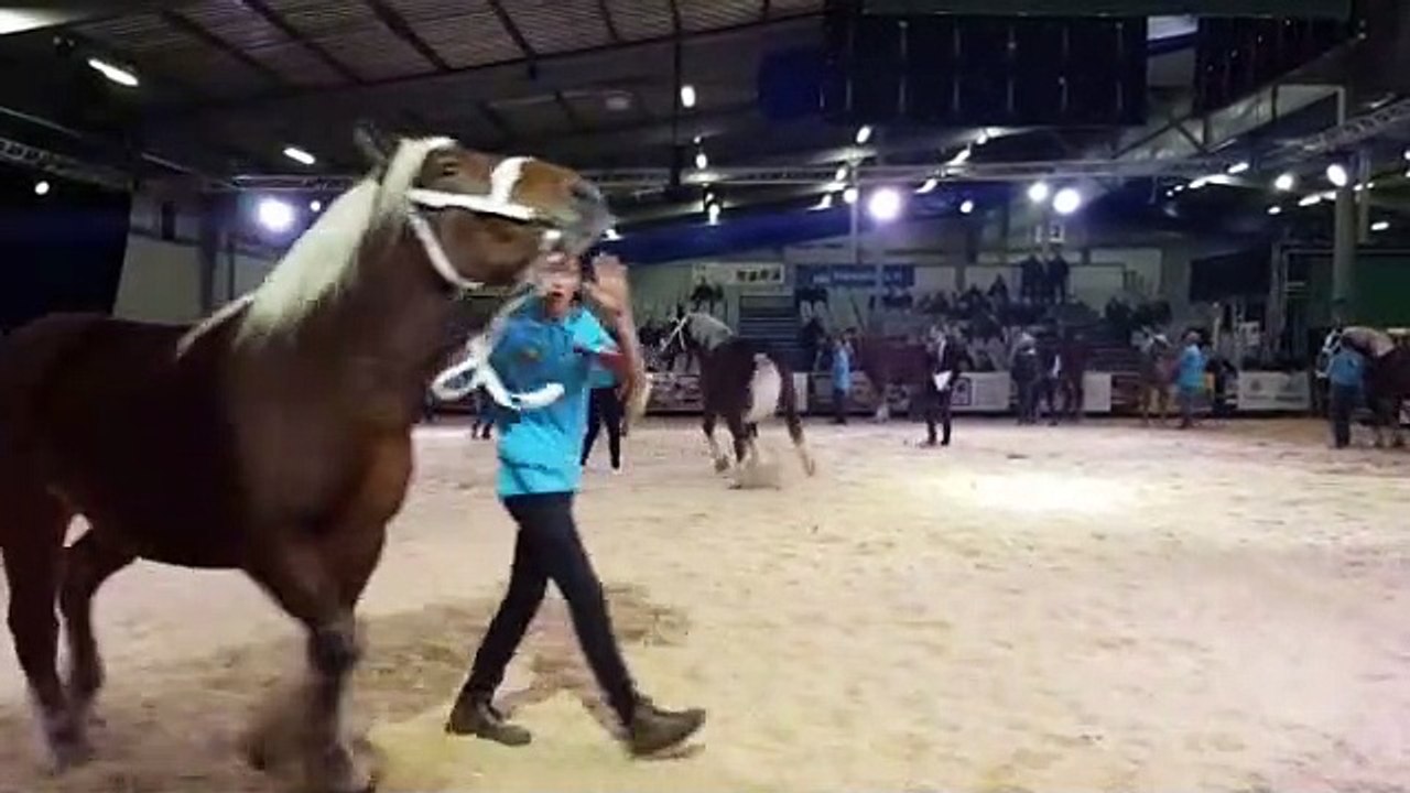 Besançon (25) : présentation des chevaux de tra...