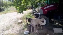 Yırtıcı kangal köpeği havlamasi köpek sesleri kopek urmesi