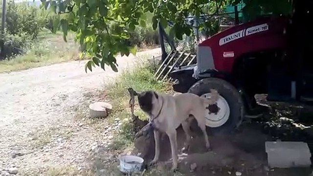 Yırtıcı kangal köpeği havlamasi köpek sesleri kopek urmesi