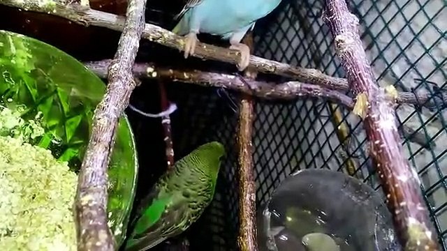 Muhabbet kuşları sultan papağanı bülbül sesleri muhabbet kuşları sesleri videolar