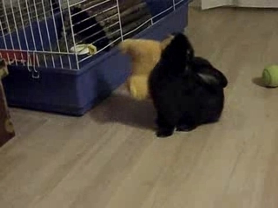 Calypso mange du lion !!