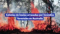 Colonias de koalas arrasadas por incendios forestales en Australia