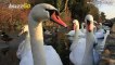 Watch These Two Love Birds Perform a Heart-Shaped Swan Dance