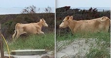 États-Unis : trois vaches, emportées par un ouragan, retrouvées vivantes trois mois plus tard sur une île voisine
