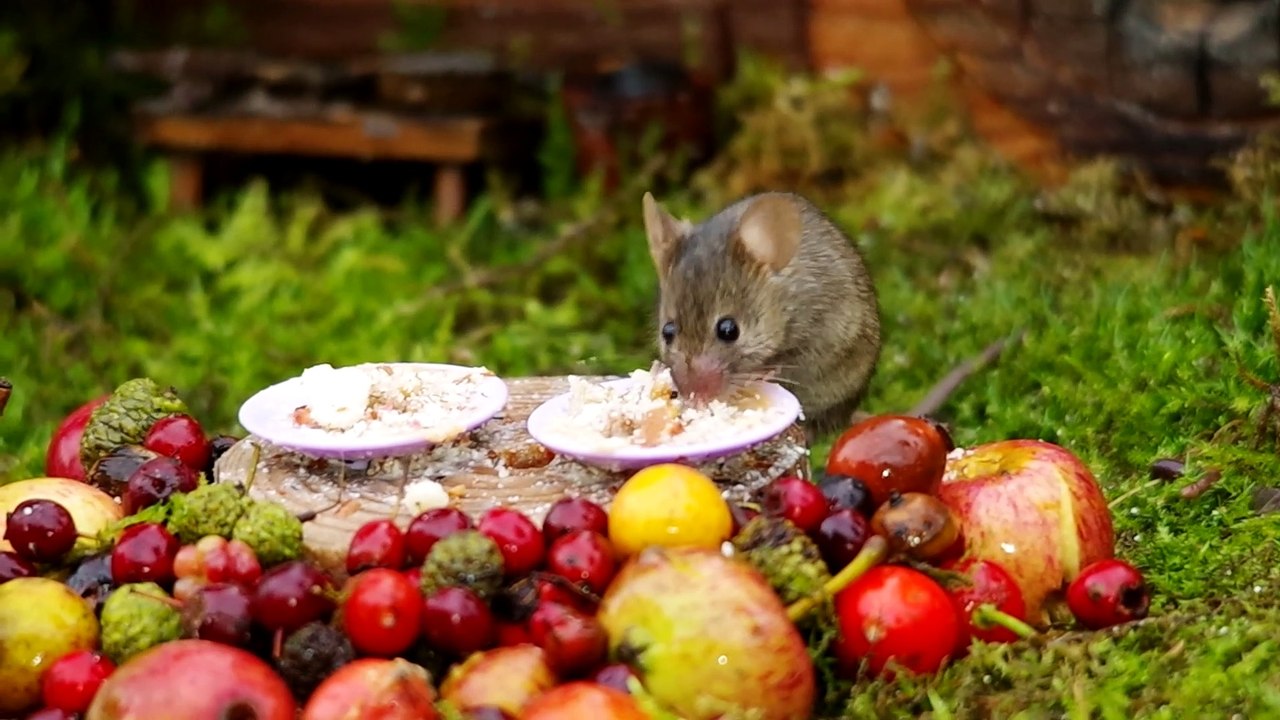 mouse meal time