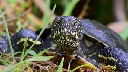 Le fleuve invisible, un trésor sous la plaine du Rhin