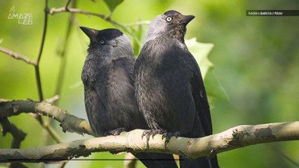 Watch as a Mob of Birds Turn Chaos into Order to Freak Out Predators