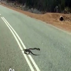 Fierce battle between lizard and snake.