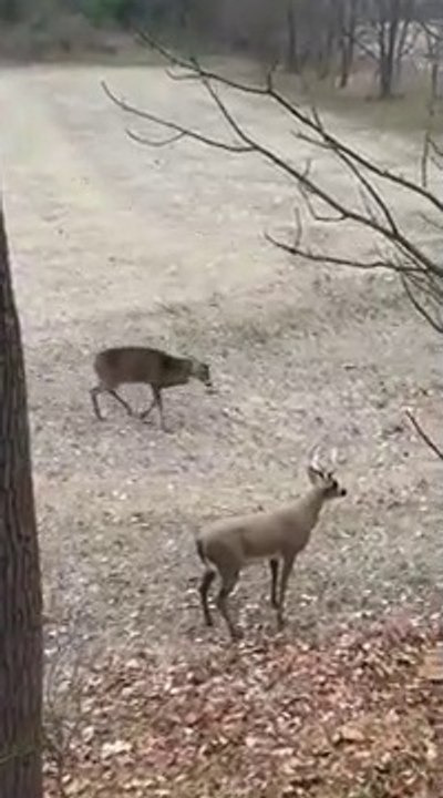 Quand un cerf croise la route d'une statue de cerf... Réaction incroyable