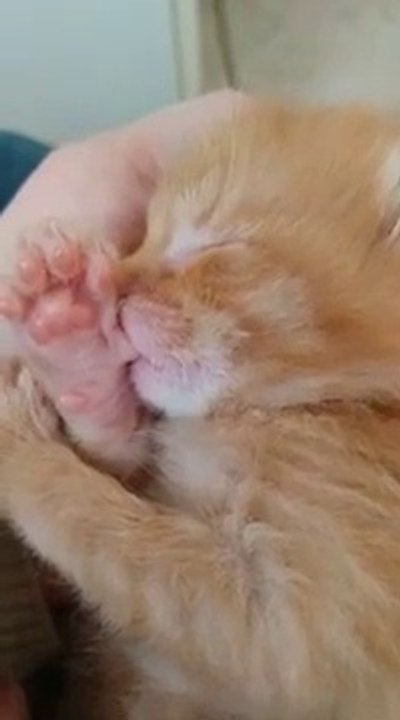 Ce chaton adorable dort en suçant son pouce comme un bébé