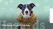 4 Holiday Hazards for Pets