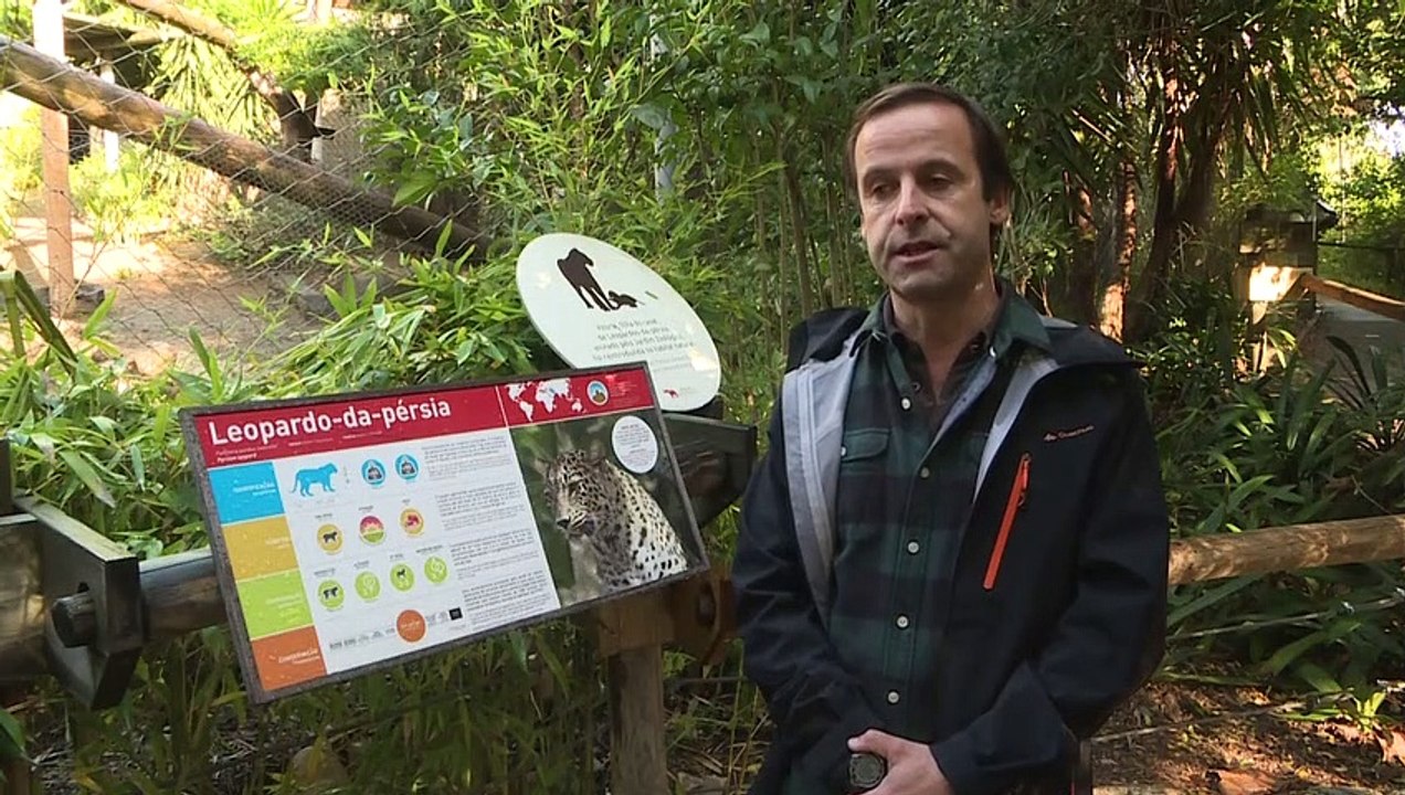 Leopardos persas apresentados