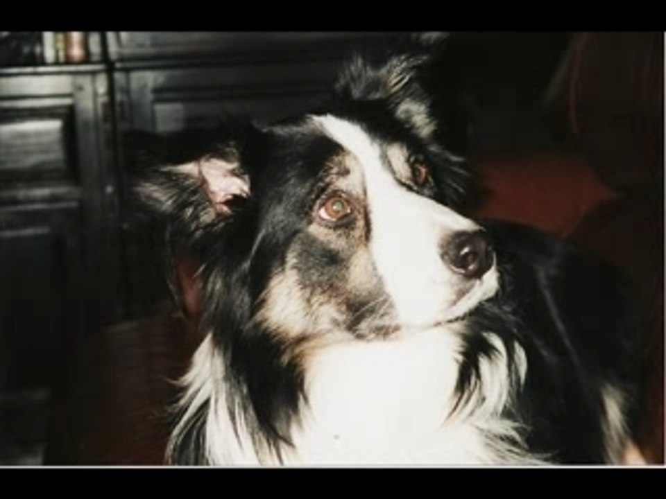 Scottie 08.02.2008