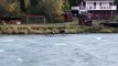 Bull Moose Floats Down Kenai River after Momma and Calf