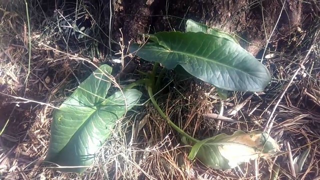 Sedef egzama hemeroid (basur) romatizma hastalıkları kabızlık sorunu için yılan yastığı otu faydalar