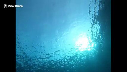 Mesmerizing moment with a jellyfish in the Mediterranean Sea