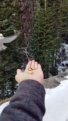 Canada Jays Snatching Some Snacks