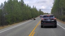 Cars Wait for Grizzly Bear and Cubs