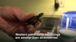 Baby Western Pond Turtles are Heroes in a Half Shell